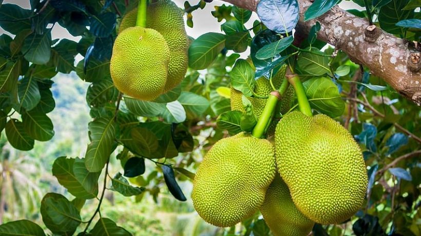 Exotic Jackfruit, how much do you know about the super fruit that is cooked instead of meat?
