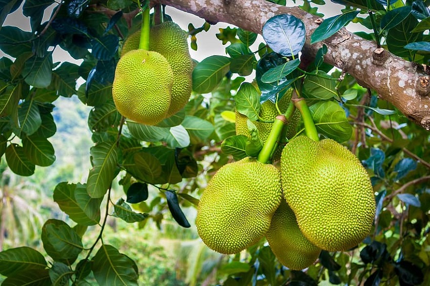Exotic Jackfruit, how much do you know about the super fruit that is cooked instead of meat?